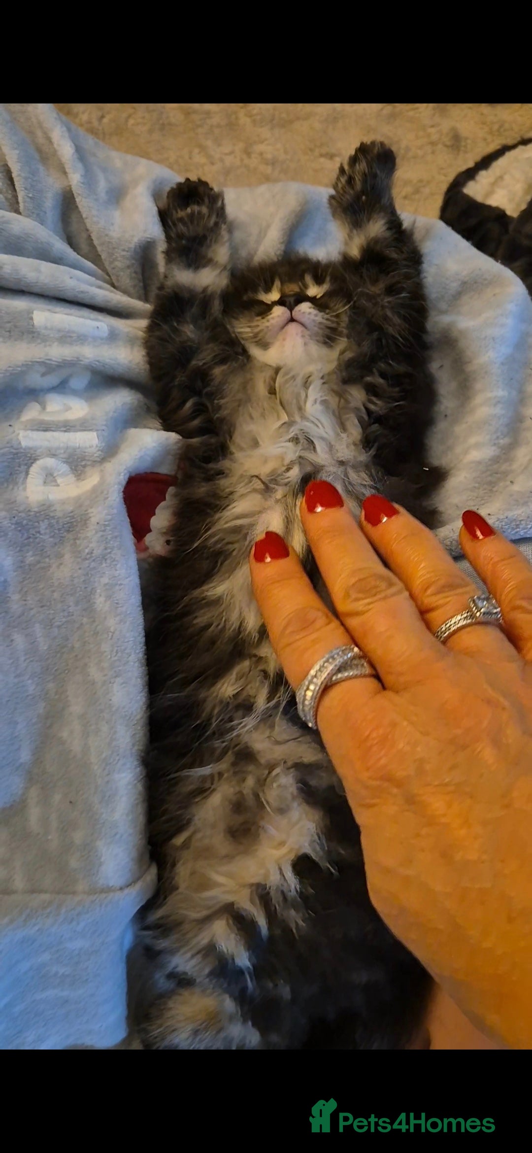 Maine Coon cats for sale: Friendly Maine coone mix baby's ready to go  - Advert 32