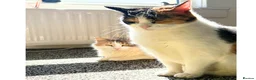 Mixed Breed cats for adoption: Rainbow Sisters - Dog & Child Friendly - Advert 3