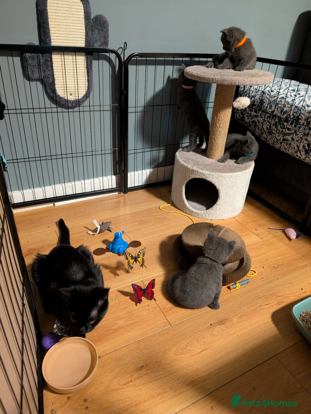 Mixed Breed cats for sale: Kittens for sale.  in Aberdeen - Advert 6