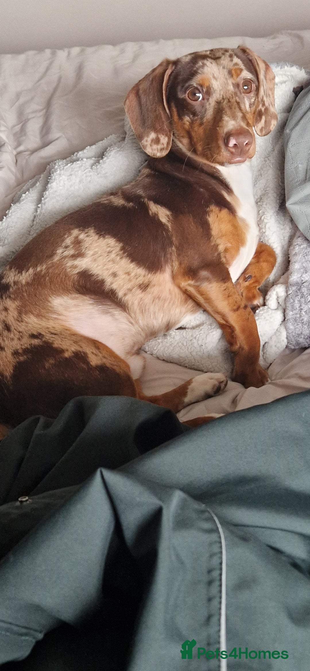 Dachshund dogs for stud: Daushound available for stud.  - Advert 11