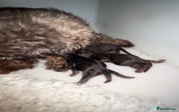 Shih Tzu dogs for sale: Beautiful litter of imperial Shihtzu for sale  - Advert 5