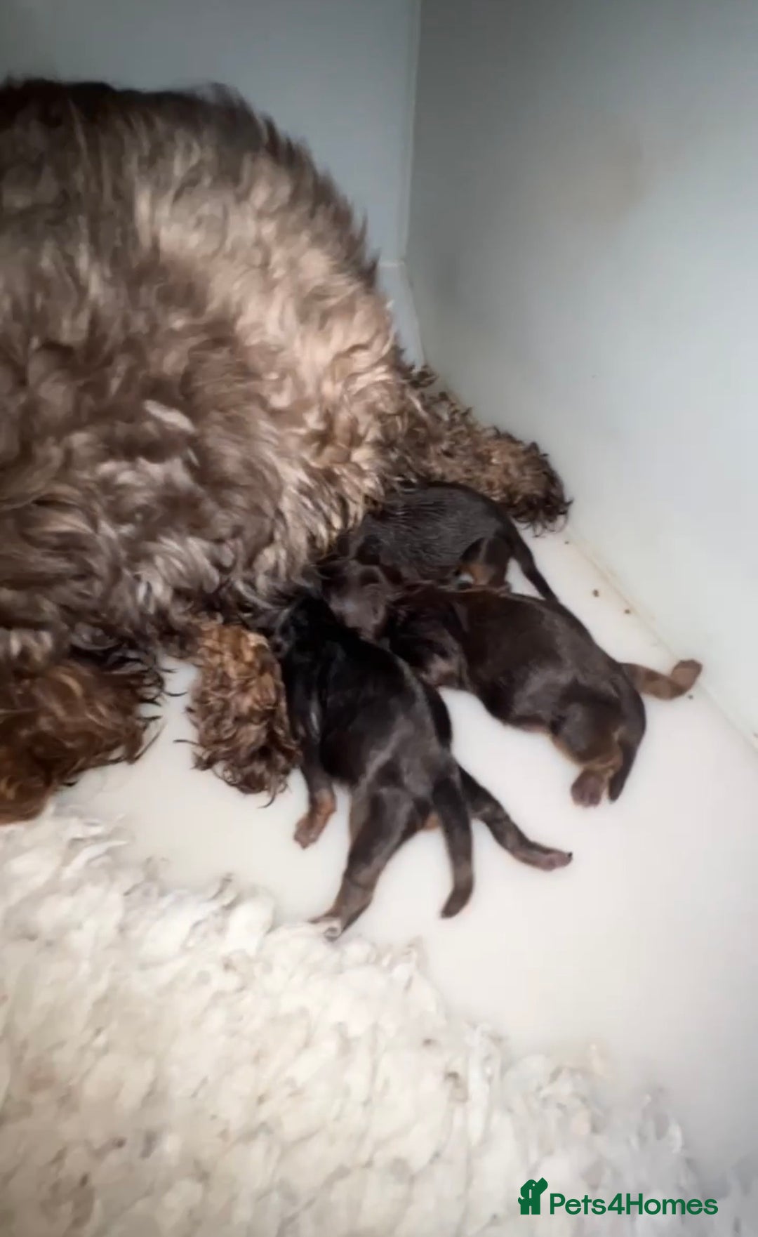 Shih Tzu dogs for sale: Beautiful litter of imperial Shihtzu for sale  - Advert 5