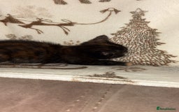 Mixed Breed cats for sale: Calico cross tabby  - Image 17