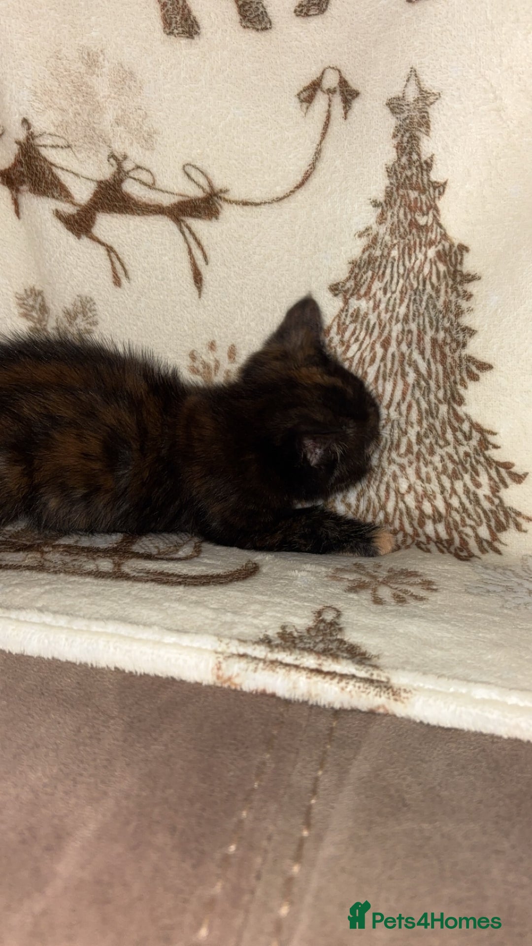 Mixed Breed cats for sale: Calico cross tabby  - Image 17