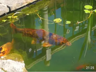 Goldfish fish Pond fish and accessories - Advert 16