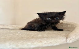 Domestic Shorthair cats for sale: Gorgeous Fluffy Kittens, ready now! - Image 9