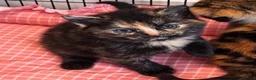 Mixed Breed cats for sale: Loveable cuddly girls 💕 - Advert 7