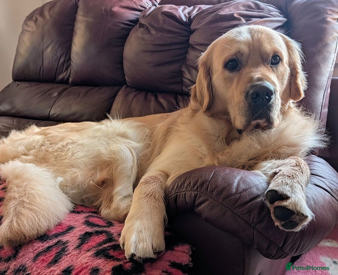 Golden Retriever dogs Cesarka Golden Retrievers in Conwy - Advert 5