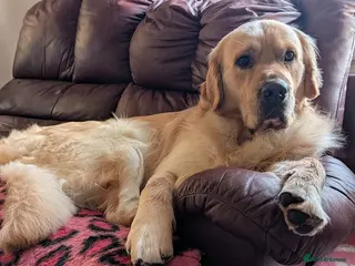 Golden Retriever dogs Cesarka Golden Retrievers in Conwy - Advert 5