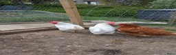 Chickens poultry for sale: 10 Good laying hens chickens mix breed 1 Cockrel  - Advert 7
