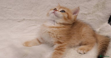 British Shorthair cats - Advert 11