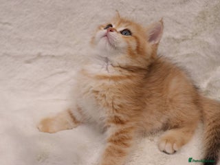 British Shorthair cats - Advert 3