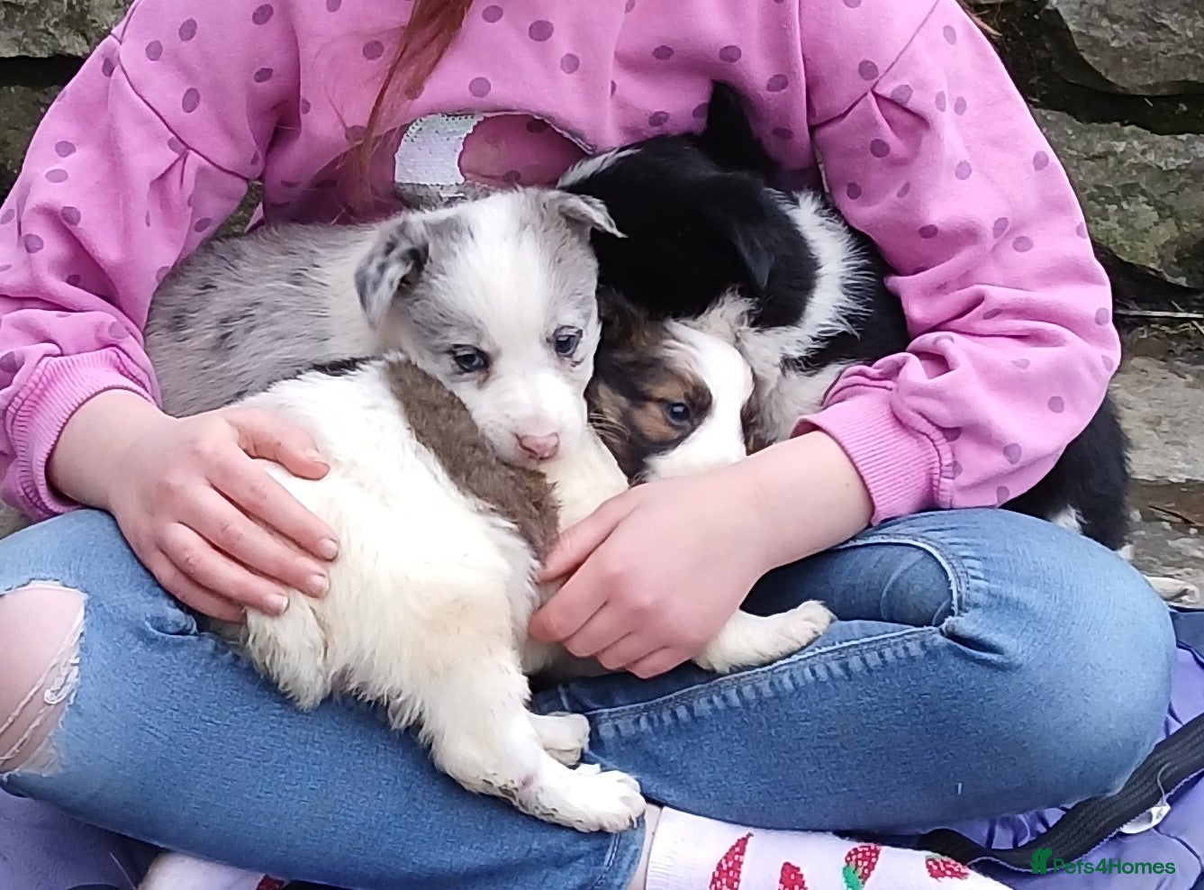 Mixed Breed dogs Border collie cross pups - Advert 1