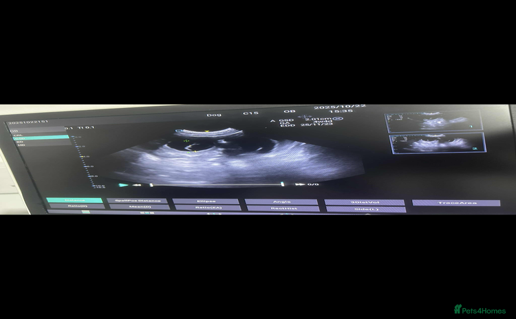 Golden Retriever dogs - Advert 5