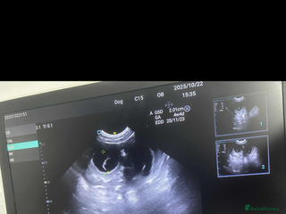 Golden Retriever dogs for sale - Advert 1