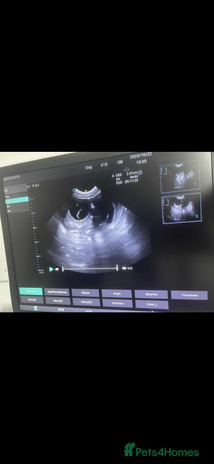 Golden Retriever dogs - Advert 2