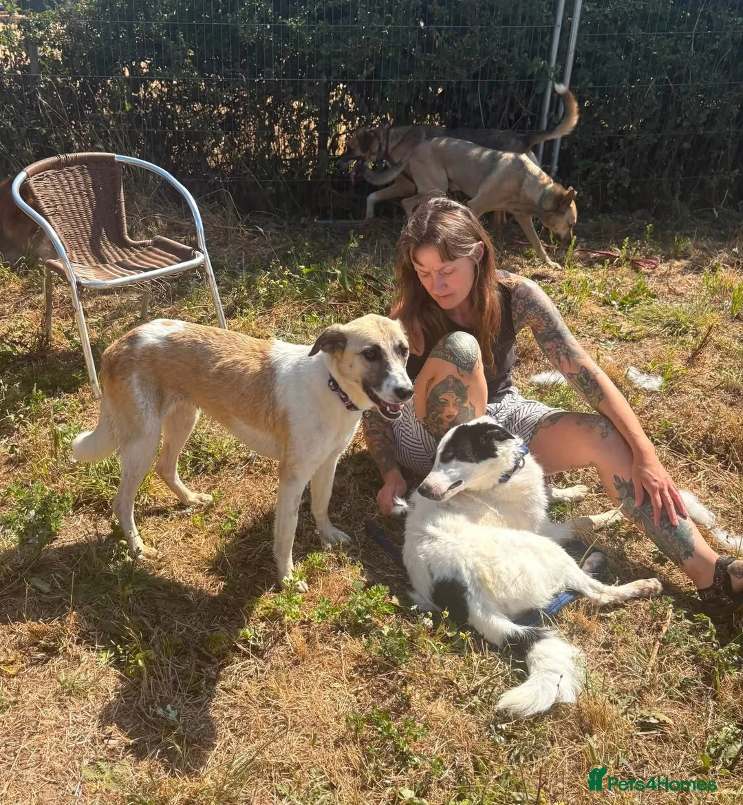Mixed Breed dogs for adoption: Happy - Norwich Norfolk  - Advert 20
