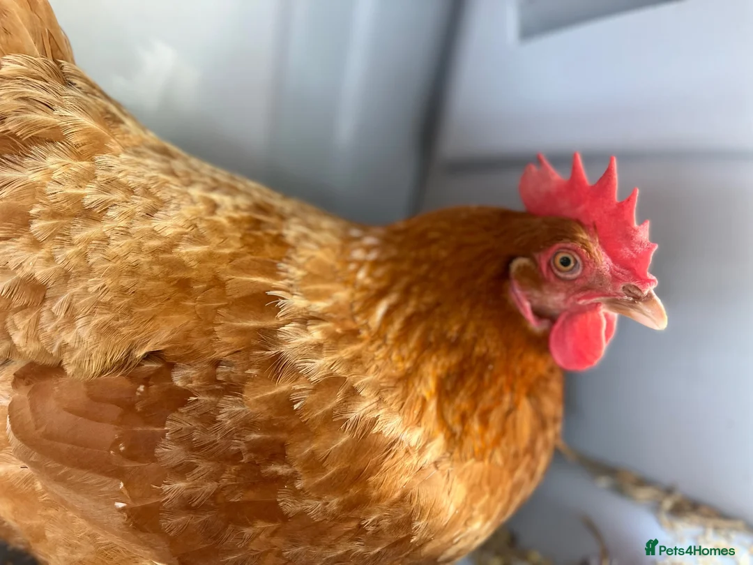 Chickens poultry for sale: Warren Hens, Hybrid Hens, Chicks, Growers  - Advert 2