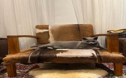 British Shorthair cats for sale: Beautiful Chunky British Shorthair Kittens Pure - Image 17