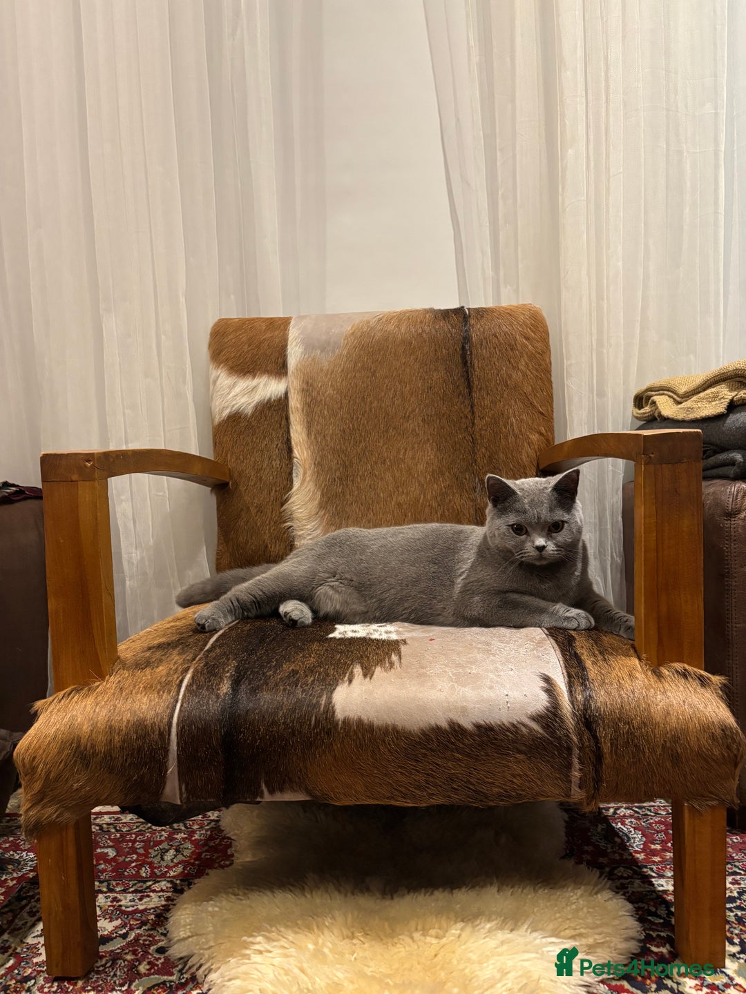 British Shorthair cats for sale: Beautiful Chunky British Shorthair Kittens Pure - Image 17