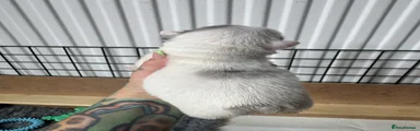 Pied/merle fluffy French Bulldog 