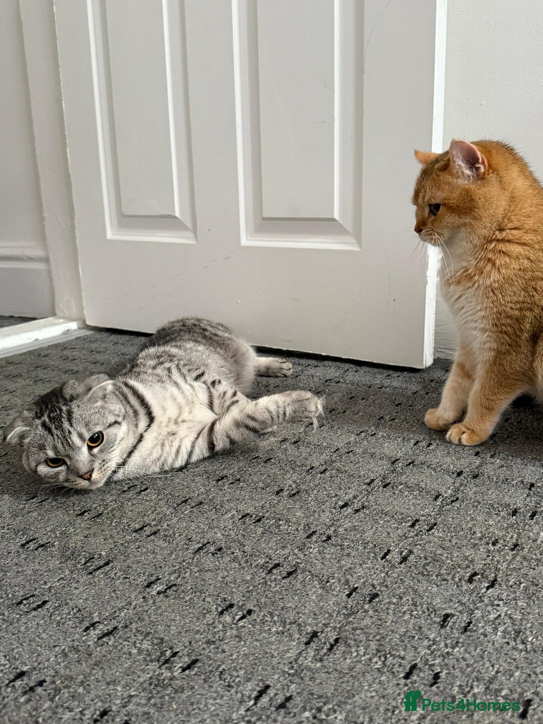 British Shorthair cats for sale: 🥰Beautiful kittens with rare colouring🥰 - Image 20