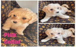 Mixed Breed dogs for sale: COTON DE TULEARS READY FOR THEIR FOREVER HOMES - Image 4