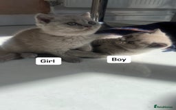 British Shorthair cats for sale: British shorthair kittens - Image 5