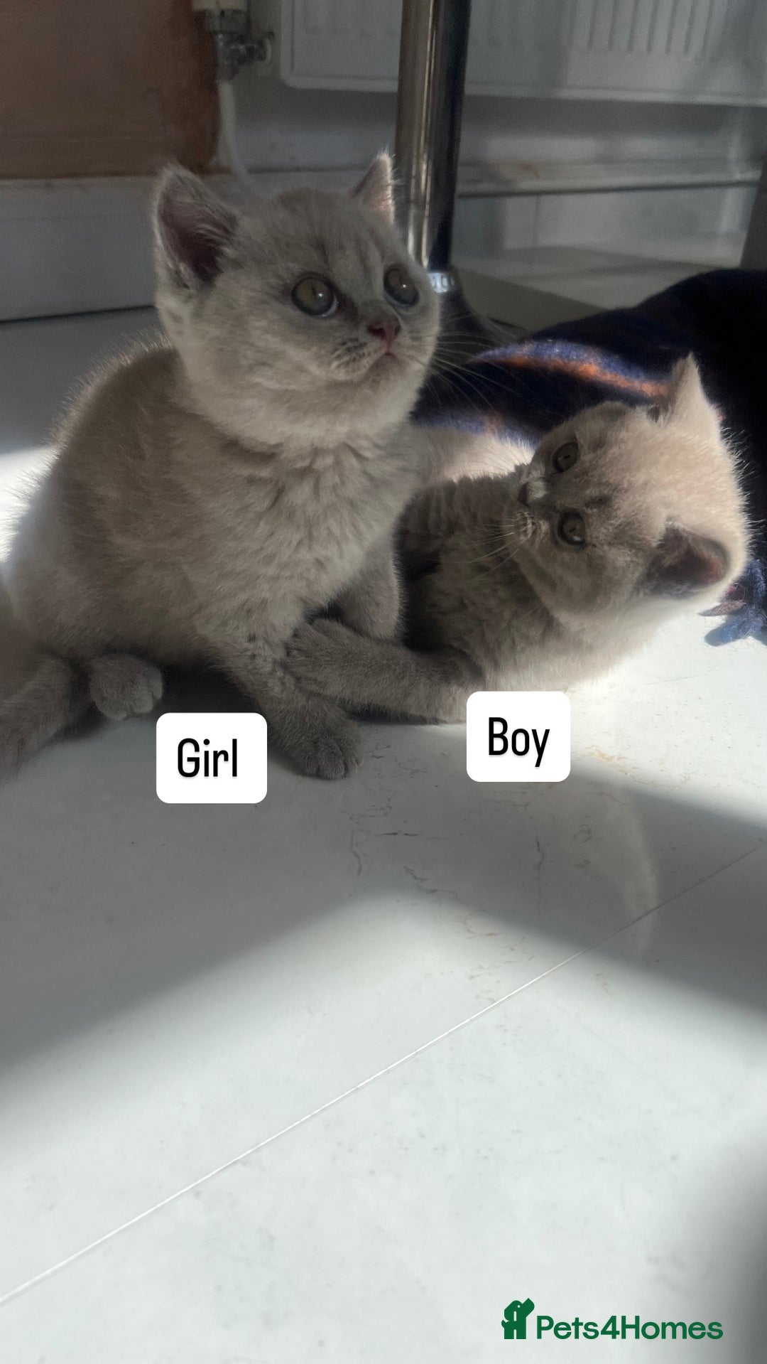 British Shorthair cats for sale: British shorthair kittens - Image 5