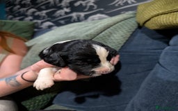 Mixed Breed dogs for sale: 3 cocker spaniel - sprollie pups - Image 5