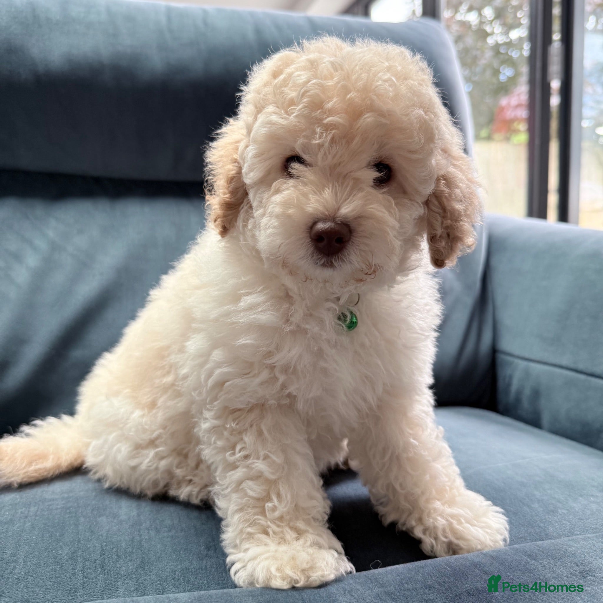 Cavapoo dogs Stunning white toy cavapoo puppy FHT - Advert 1