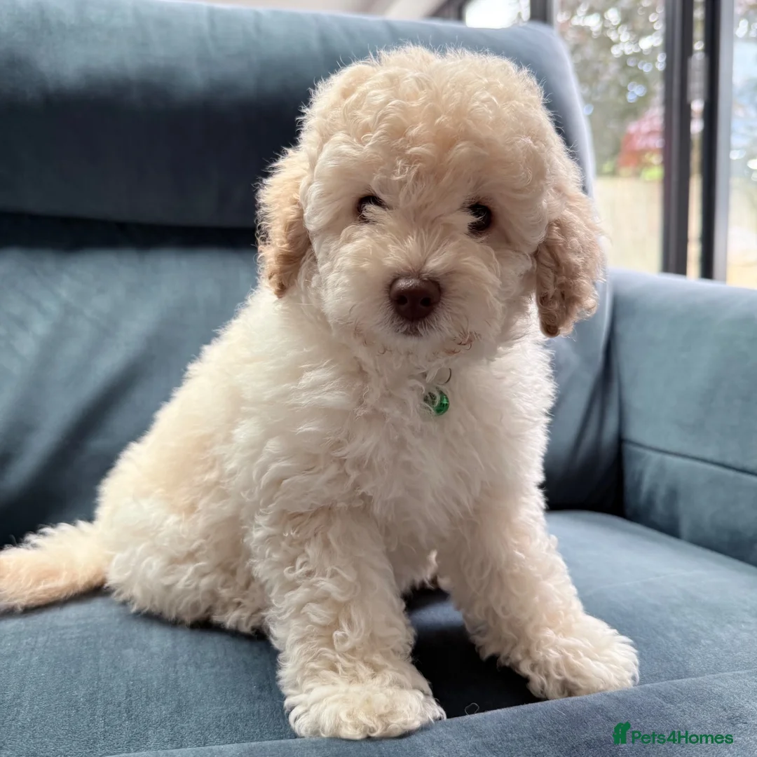 Cavapoo dogs for sale: Stunning white toy cavapoo puppy FHT in Leicester - Advert 1