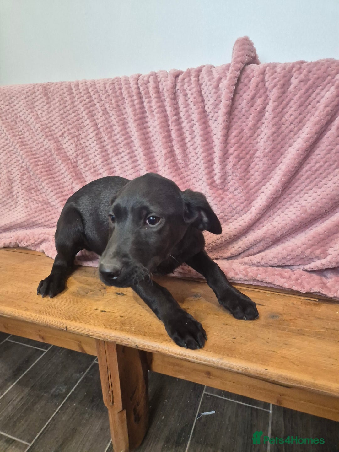 Labrador Retriever dogs for sale: Male labrador - Image 2