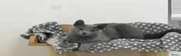 Russian Blue cats for sale: 🐾GCCF Russian Blue Male Cat   🐾 - Advert 5