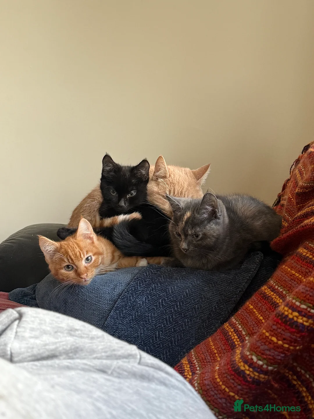 Mixed Breed cats for sale: MISTY AND NACHO ⭐️ - Advert 2