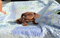 Dachshund dogs for sale: Miniature dashound puppies  - Image 4