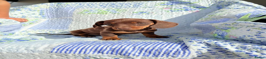 Dachshund Puppy 3