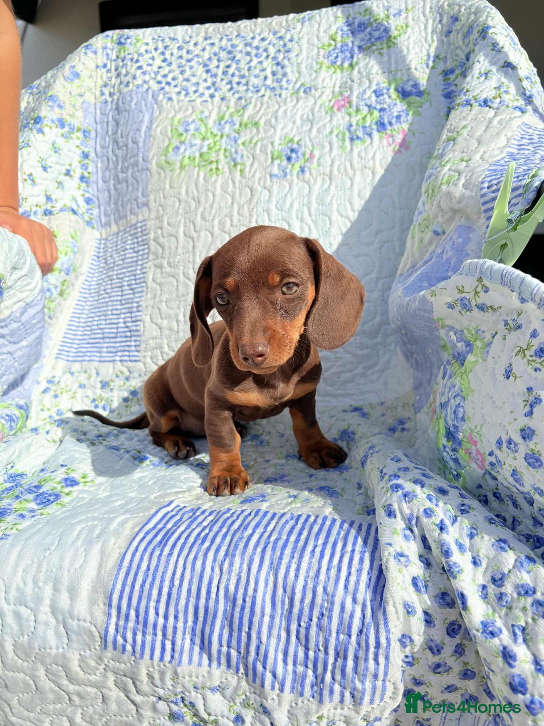 Dachshund dogs for sale: Miniature dashound puppies  - Image 4