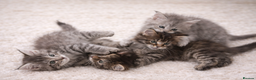 Maine Coon cats for sale: Registered Maine coon kittens  - Advert 3