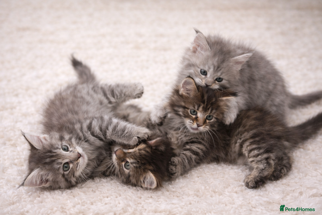 Maine Coon cats for sale: Registered Maine coon kittens  - Advert 3