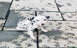 Dalmatian dogs for sale: *Ready for loving homes now* Dalmatian puppies - Image 5