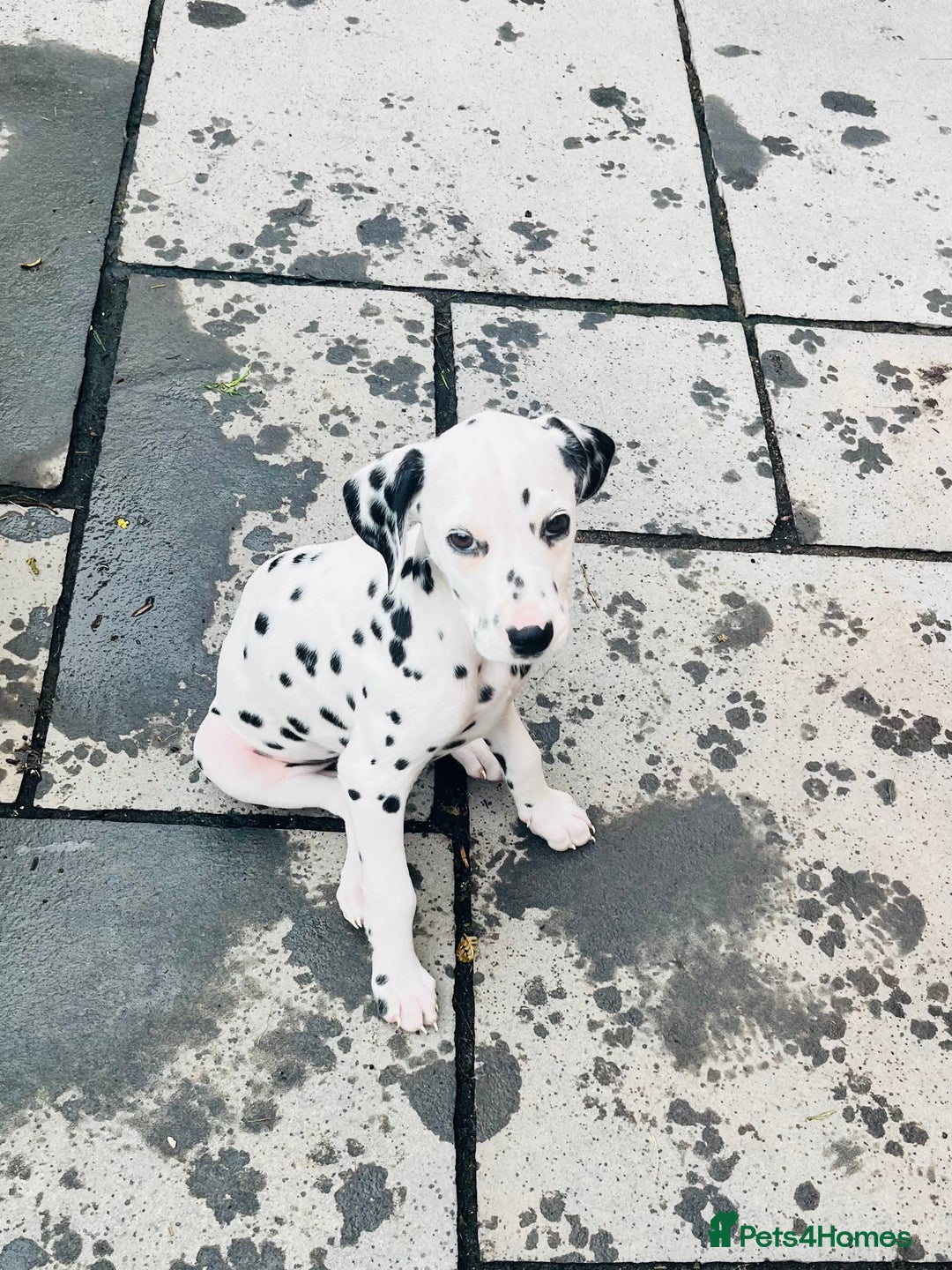 Dalmatian dogs for sale: *Ready for loving homes now* Dalmatian puppies - Image 5