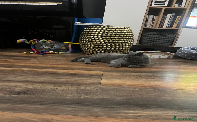 British Shorthair cats for sale - Advert 2