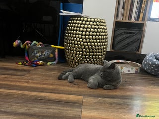 British Shorthair cats - Advert 17