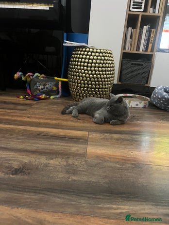 British Shorthair cats - Advert 14