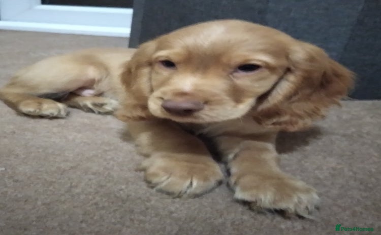 Cocker Spaniel dogs - Advert 10
