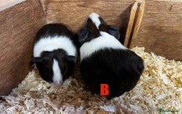 Guinea Pig rodents for sale: Boars and Sows - Image 19