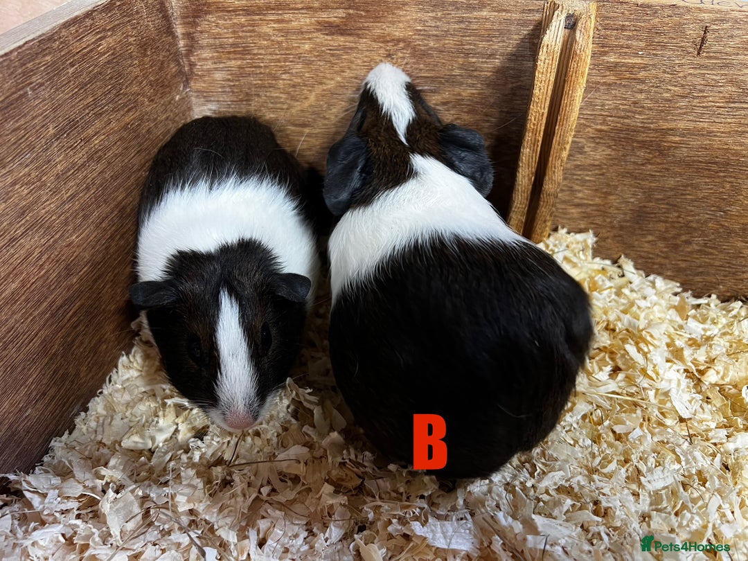 Guinea Pig rodents for sale: Boars and Sows - Image 19