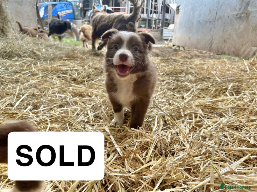 Border Collie dogs for sale: Working red/brown border collie pups 1 BOY LEFT - Image 9