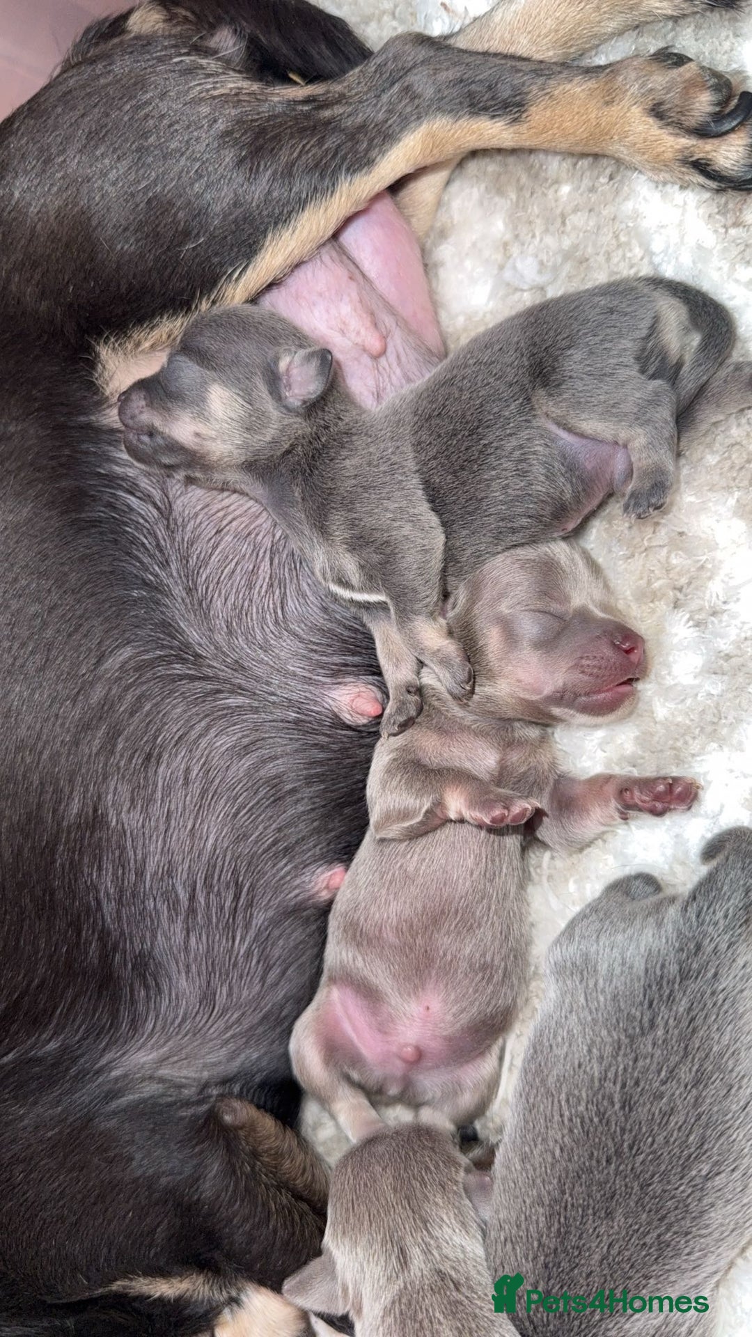 Chihuahua dogs for sale: Outstanding BLUE/TAN & LILAC/TAN puppies  - Image 2